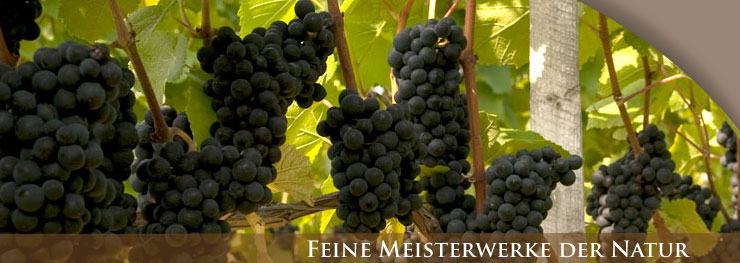 Weingut Lothar Schwörer, Baden Weingut Lothar Schwörer, Baden