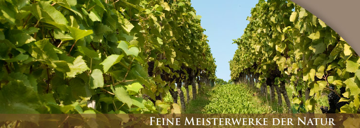 Weingut Lothar Schwörer, Baden Weingut Lothar Schwörer, Baden