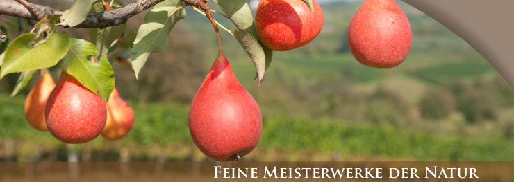 Weingut Lothar Schwörer, Baden Weingut Lothar Schwörer, Baden