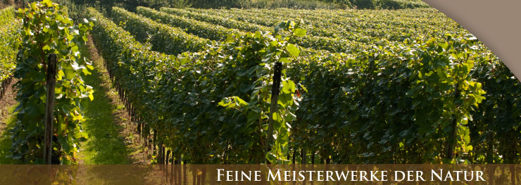 Weingut Lothar Schwörer, Baden